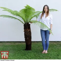 Australian Tree Fern -Plants Sales Store AUST T55574 B