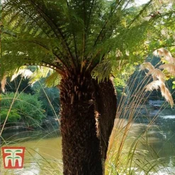 Australian Tree Fern -Plants Sales Store AUST T55574 C