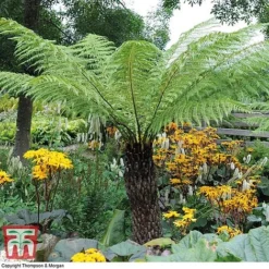 Australian Tree Fern -Plants Sales Store AUST T55574 D