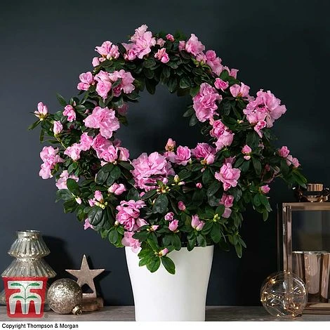 Azalea Hoop 'Light Pink'- Gift 1 Azalea Hoop 'Light Pink'- Gift