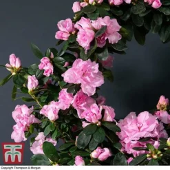 Azalea Hoop 'Light Pink'- Gift 6 Azalea Hoop 'Light Pink'- Gift -Plants Sales Store AZAL WGKB7094 B1