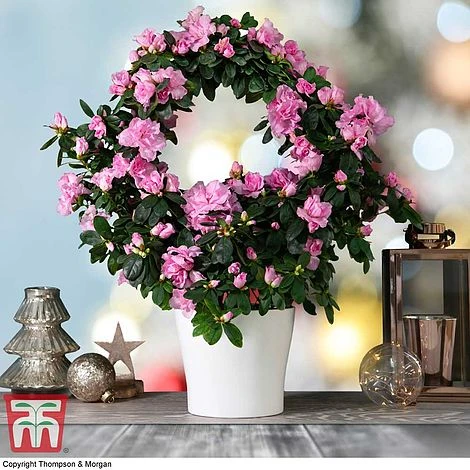 Azalea Hoop 'Light Pink'- Gift 2 Azalea Hoop 'Light Pink'- Gift - Image 2