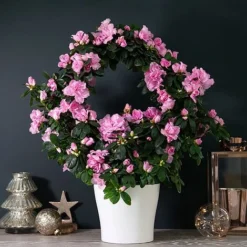 Azalea Hoop 'Light Pink'- Gift 7 Azalea Hoop 'Light Pink'- Gift -Plants Sales Store AZAL WGKB7094 NOW1