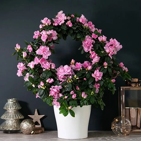 Azalea Hoop 'Light Pink'- Gift 4 Azalea Hoop 'Light Pink'- Gift - Image 4