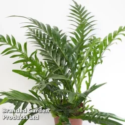 Aglaomorpha Coronans -Plants Sales Store Aglaomorpha coronans WKF1158