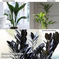 Almost Unkillable Houseplant Mixed Pot Collection -Plants Sales Store Almost Unkillable Hp Mix Pot Coll WKF11021