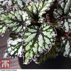 Begonia Rex Trio - Gift -Plants Sales Store BEG WKB4884 B11