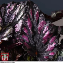 Begonia Rex Trio - Gift -Plants Sales Store BEG WKB4890 B11