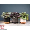 Begonia Rex Trio - Gift