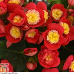 Begonia Elatior 'Valentino Pink' -Plants Sales Store BEGO WKB4120 C1