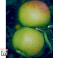 Apple 'Blenheim Orange' -Plants Sales Store BLEN 21213 A1