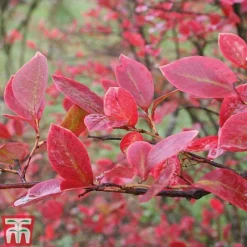 Blueberry Collection -Plants Sales Store BLUE AUTUMNFOL B6