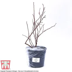 Blueberry 'Earliblue' -Plants Sales Store BLUE CWW3178 C
