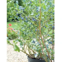 Blueberry 'Chandler' -Plants Sales Store BLUE CWW3179 B h