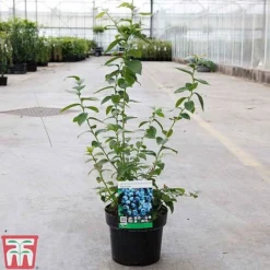 Blueberry 'Spartan' -Plants Sales Store BLUE TKA3660 B