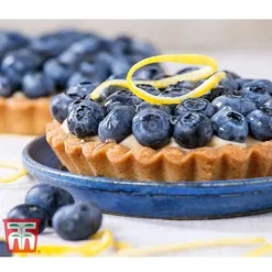 Blueberry 'Spartan' -Plants Sales Store BLUE TKA3660 CC