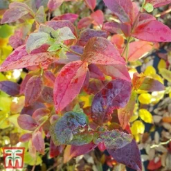 Blueberry 'Spartan' -Plants Sales Store BLUE TKA3660 DD