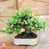 Bonsai Carmona Microphylla (House Plant)