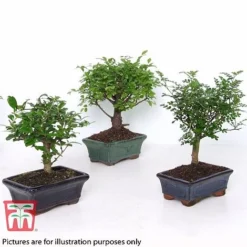 Bonsai Carmona Microphylla (House Plant) -Plants Sales Store BONS TKA3020 B