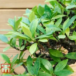 Bonsai Carmona Microphylla (House Plant) -Plants Sales Store BONS TKA3020 C