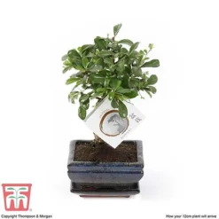 Bonsai Carmona Microphylla (House Plant) -Plants Sales Store BONS TKA3020 E1