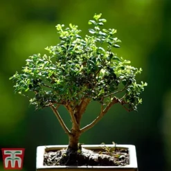 Bonsai Ligustrum -Plants Sales Store BONS TKA3021 A1