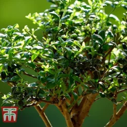 Bonsai Ligustrum -Plants Sales Store BONS TKA3021 C