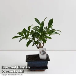 Bonsai Ficus In Ceramic Saucer -Plants Sales Store BONS FICUS13CM T47335