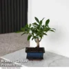 Bonsai Ficus In Ceramic Saucer
