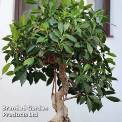 Bonsai Ficus In Ceramic Saucer -Plants Sales Store BONS FICUSCERA W45972