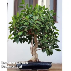 Bonsai Ficus In Ceramic Saucer -Plants Sales Store BONS FICUSCERA W45972b