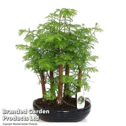 Bonsai Metasequoia Forest Mix In Oval Ceramic -Plants Sales Store BONS FORESTMIX T50180