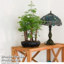 Bonsai Metasequoia Forest Mix In Oval Ceramic