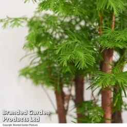 Bonsai Metasequoia Forest Mix In Oval Ceramic -Plants Sales Store BONS FORESTMIX T50186