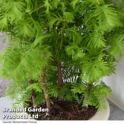 Bonsai Metasequoia Forest Mix In Oval Ceramic -Plants Sales Store BONS FORESTMIX T50505
