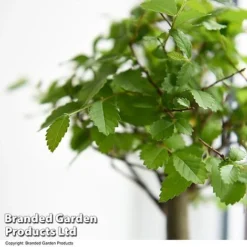 Bonsai Mix In Easy Care Pot 10 Bonsai Mix In Easy Care Pot -Plants Sales Store BONS MXEASYCAR T49216