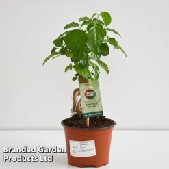 Radermachera Sinica Bonsai Form -Plants Sales Store BONS RADER12CM T45096G