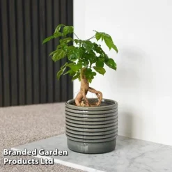 Radermachera Sinica Bonsai Form -Plants Sales Store BONS RADERMACH T45097F