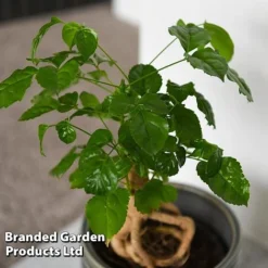 Radermachera Sinica Bonsai Form -Plants Sales Store BONS RADERMACH T45099D