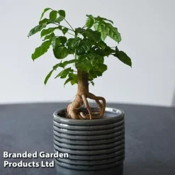 Radermachera Sinica Bonsai Form -Plants Sales Store BONS RADERMACH T45102A