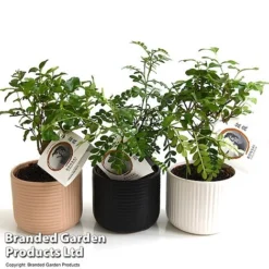 Bonsai Mix In Round Ceramic -Plants Sales Store BONS ROUNDMIX T49067