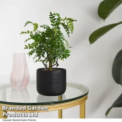 Bonsai Mix In Round Ceramic -Plants Sales Store BONS ROUNDMIX T49072