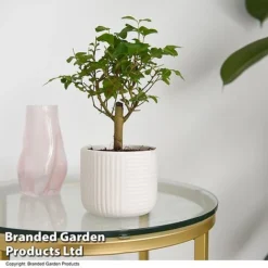 Bonsai Mix In Round Ceramic -Plants Sales Store BONS ROUNDMIX T49074