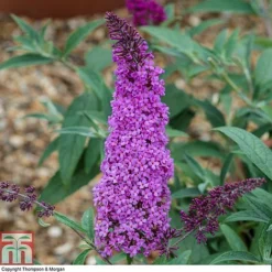 Buddleja 'Buzz® Magenta'