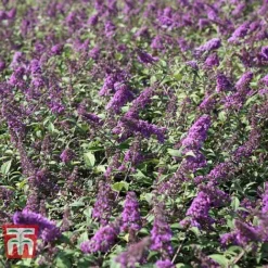 Buddleja 'Blue Chip' -Plants Sales Store BUDD T63578 C