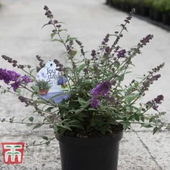 Buddleja 'Blue Chip' -Plants Sales Store BUDD T63578 D