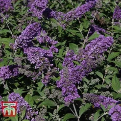 Buddleja 'Blue Chip' -Plants Sales Store BUDD T63578 E