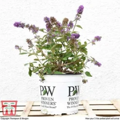 Buddleja 'Blue Chip' -Plants Sales Store BUDD T63578 F