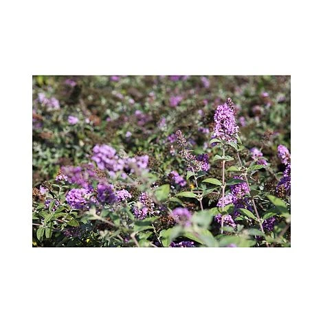 Buddleja 'Lo & Behold - Lilac Chip' 4 Buddleja 'Lo & Behold - Lilac Chip' - Image 4