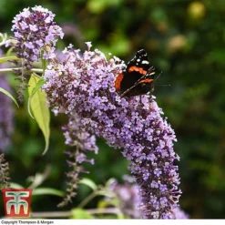Buddleja Davidii 'Wisteria Lane' 11 Buddleja Davidii 'Wisteria Lane' -Plants Sales Store BUDD T73682 D